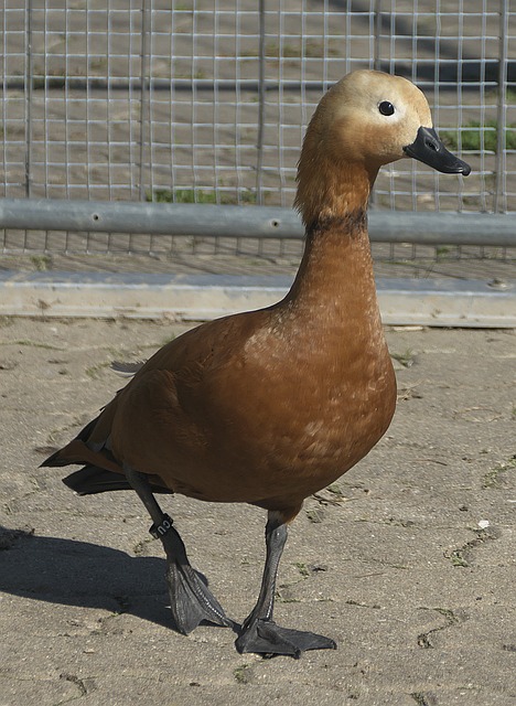 元素